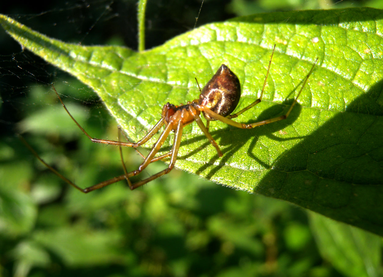 Linyphiidae